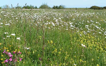 Blackhall Rocks - Restored herb-rich grassland