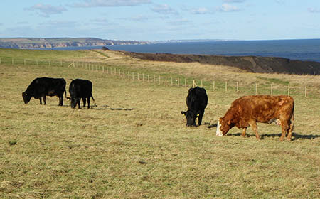 Blackhall Rocks - cows grazing at Blackhall