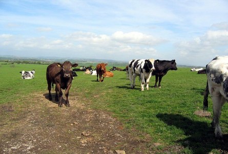 Cattle near Cassop
