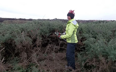 Cross Gill - DWT volunteers clearing Gorse