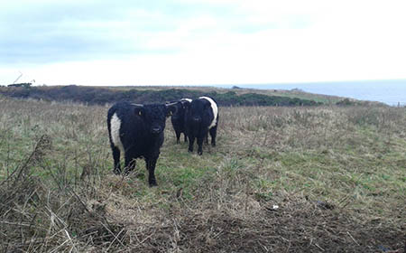 Cross Gill - Rare-breed Belted Galloways grazing