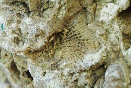 Fossil in Magnesian Limestone