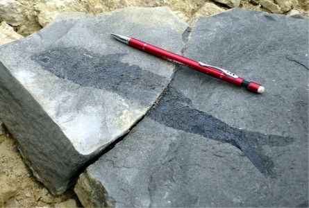 Fossil Fish in Marl Slate