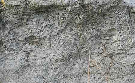 Fulwell Quarry - spherulitic concretionary limestone
