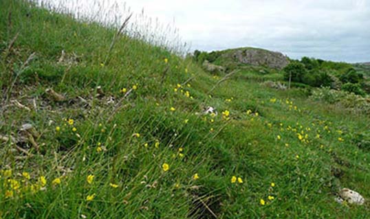 Grasslands with Rock Rose near Maiden Paps
