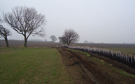 Hedgerow replanted near Castle Eden