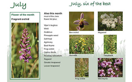 July spread from the Wildflower Calendar