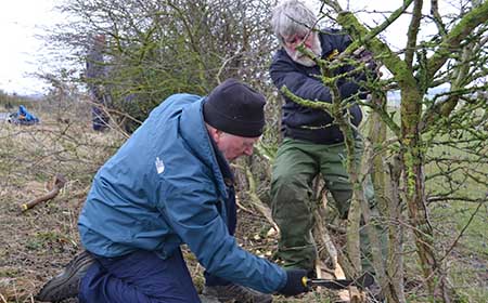 Learning the skill of hedge laying at Kelloe Field