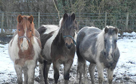 Kelloe Beck - Exmoor Ponies grazing the site over winter