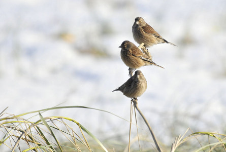Trio of Linnets