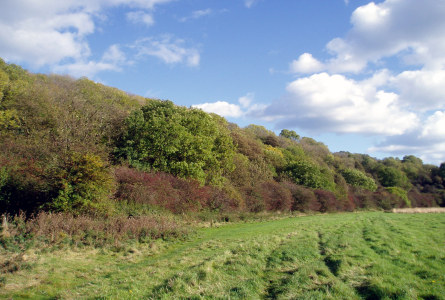 Tunstall and Pesspool Woodland