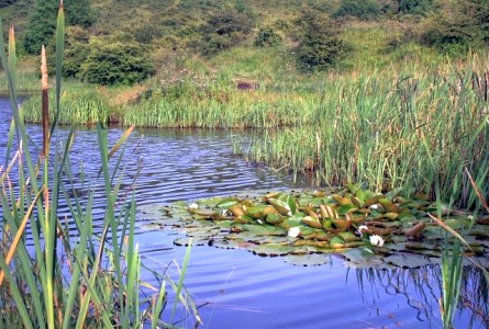 Pond at Cassop Vale