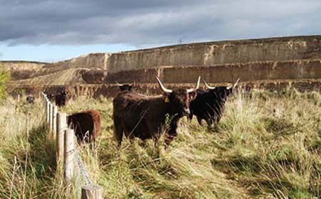 Raisby Quarry - Longhorn cattle grazing Grassland