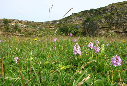 Species Rich Grassland in Abandoned Quarry